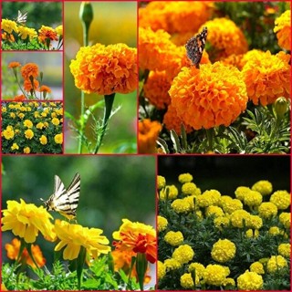 Philippines Ready Stock 100Pcs Yellow Orange Color Marigold Flower Seeds Bonsai Plants Live Tree Air #9
