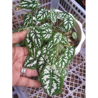 Mini Dwarf White Caladium / Caladium Humboldtii (rare dwarf variety) live Plantseeds VAPN #4