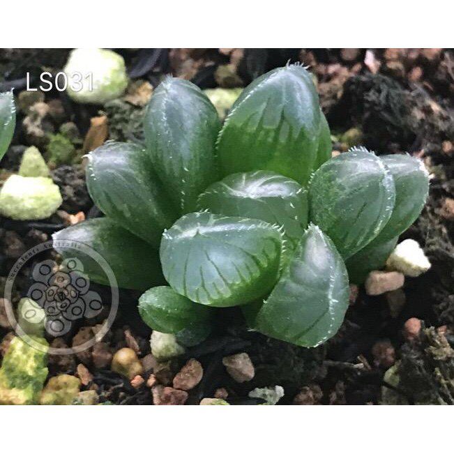 Haworthia cooperi retusa planifolia maculata aloe lithops seedsseeds U8QK