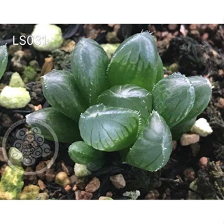 Haworthia cooperi retusa planifolia maculata aloe lithops seedsseeds U8QK #3
