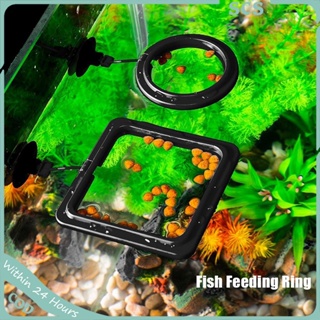 Aquarium Fish Feeding Ring Square and Round Floating Fish Feeder for Guppy, Betta, Goldfish, Etc