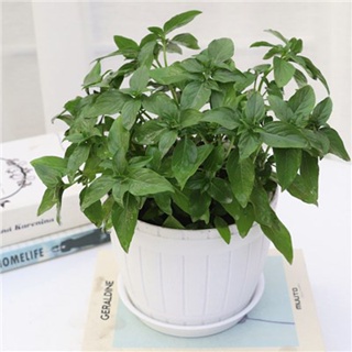 Philippines Ready Stock 200pcs Fresh Thai Sweet Basil Seeds for Sale Genovese Variety Culinary Herb #8