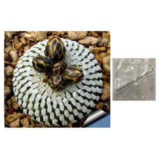 mammillaria compressa succulent cactus lithops seedsseeds KPII #1