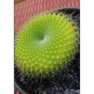 mammillaria sempervivi cactus succulent lithops seedsseeds F5JW #2