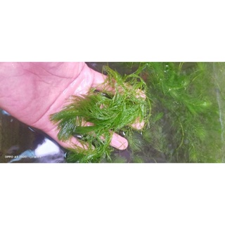 Hornwort Aquatic Plant #2