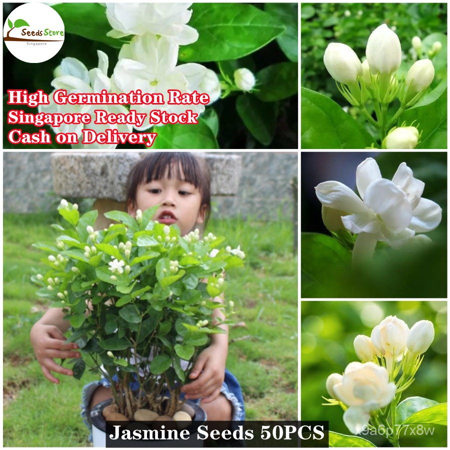 spot seeds50pcs Jasmine Flower Seeds Fast Grow Garden Decoration Items