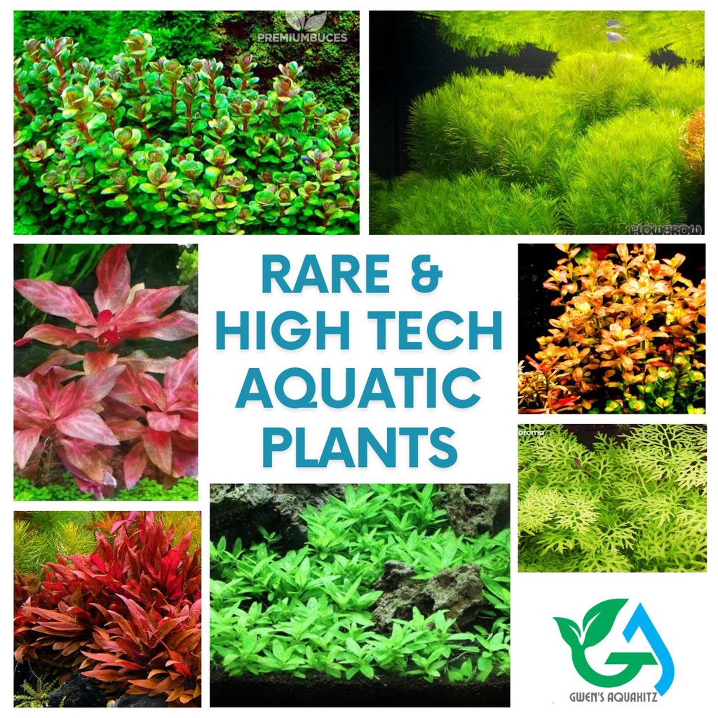 rare-aquatic-plants-sold-per-5-stems-ar-limnophila-staurogyne