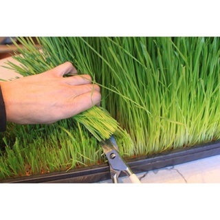 [Plantfilled] Wheat Grass Microgreens Sprouting Seeds Vegetable Wheatgrass - 10 Grams Children/Coria #5