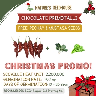 Chocolate Primotalii Pepper | Pepper Seeds