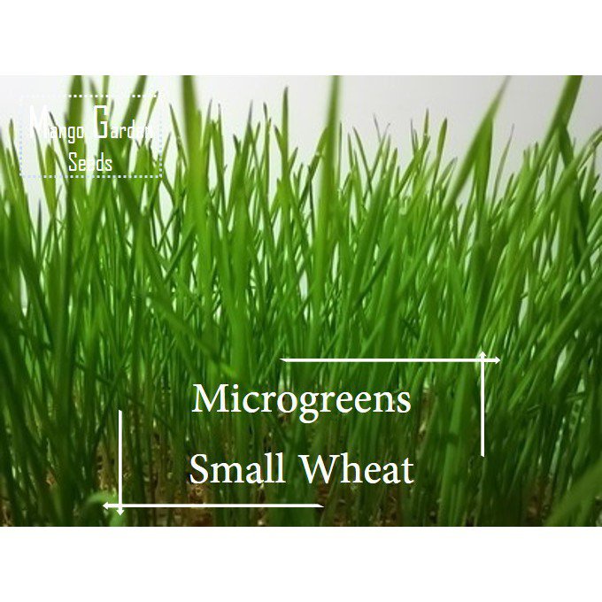 Healthy 小麦草 Food1gMicrogreens*seeds - Sprouting  Sprout  Microgreen- ,Wheatgrass*,Seeds   Q1KK