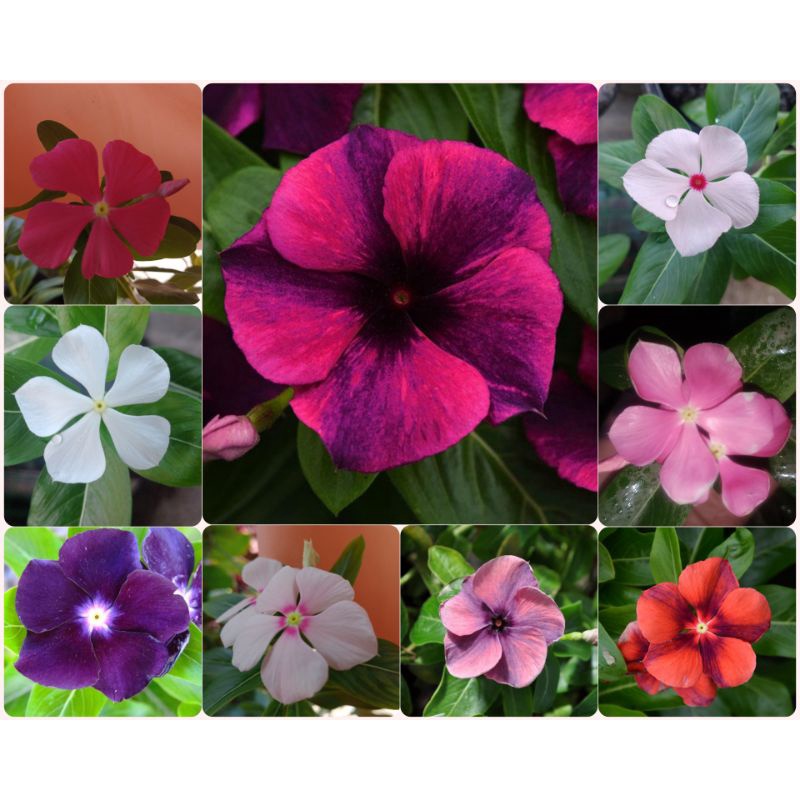 Vinca flowers seeds assrtd in packs | Shopee Philippines