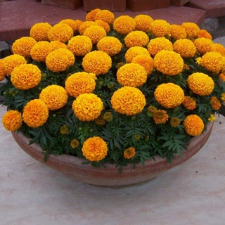 Philippines Ready Stock 100Pcs Yellow Orange Color Marigold Flower Seeds Bonsai Plants Live Tree Air #4