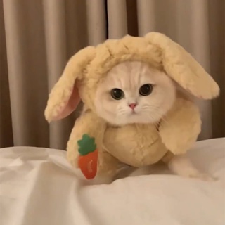 Cat Rabbit Headgear Ears Hat Cute Funny Pet Dog Teddy Bichon Clothes Autumn Winter