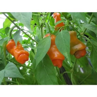 Local spot seeds（5 seeds-097）Peter Pepper Aphrodisiac Pepper Penis chiliPhilippine spot seed HVJL