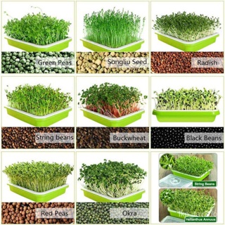 seedsPlanters & Pots 3-Pack Seed Sprouter Tray Soil-Free Big Capacity Healthy Wheatgrass Grower  #7