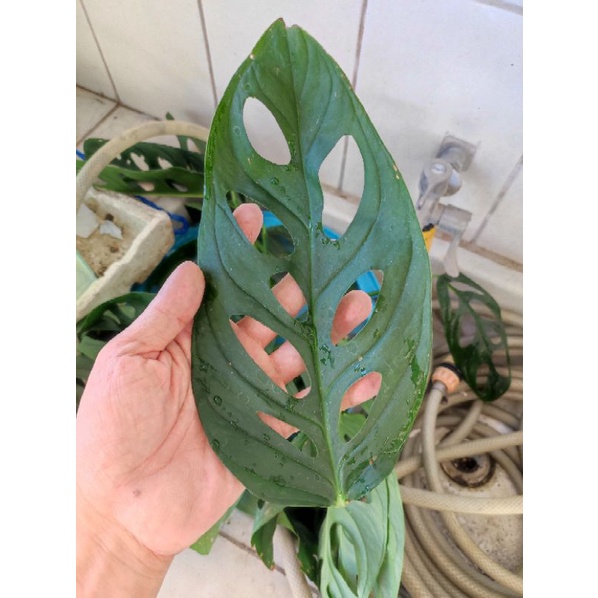 Swiss Cheese Monstera Adansonii 1 leaf with root cutting Change courier