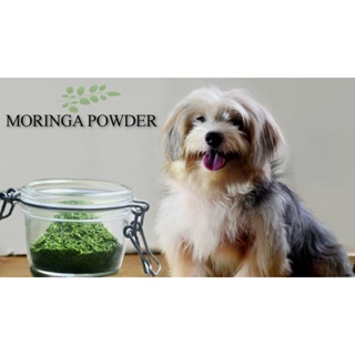 ☄♝100 grams Pure Moringa Malunggay Powder for Dogs – Moringa Powder for Dogs filled with Minerals, N