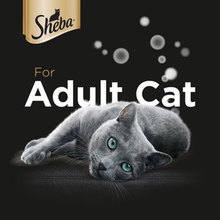SHEBA Wet Food for Cats – Tuna Flavor Cat Food Wet (6-Pack), 70g. #6
