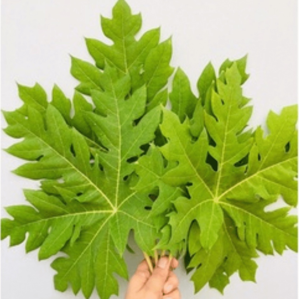Papaya Leaves Herbal Medicine Dahon ng Papaya 3pcs. Shopee Philippines