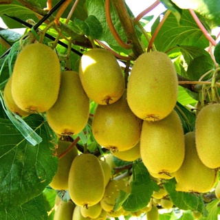 [Fast Grow] Ready Stock In Philippines 300Pcs KIWI Seeds Actinidia Vine Seeds Nutritious Delicious F #5