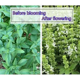 Philippines Ready Stock 200pcs Fresh Thai Sweet Basil Seeds for Sale Genovese Variety Culinary Herb #5