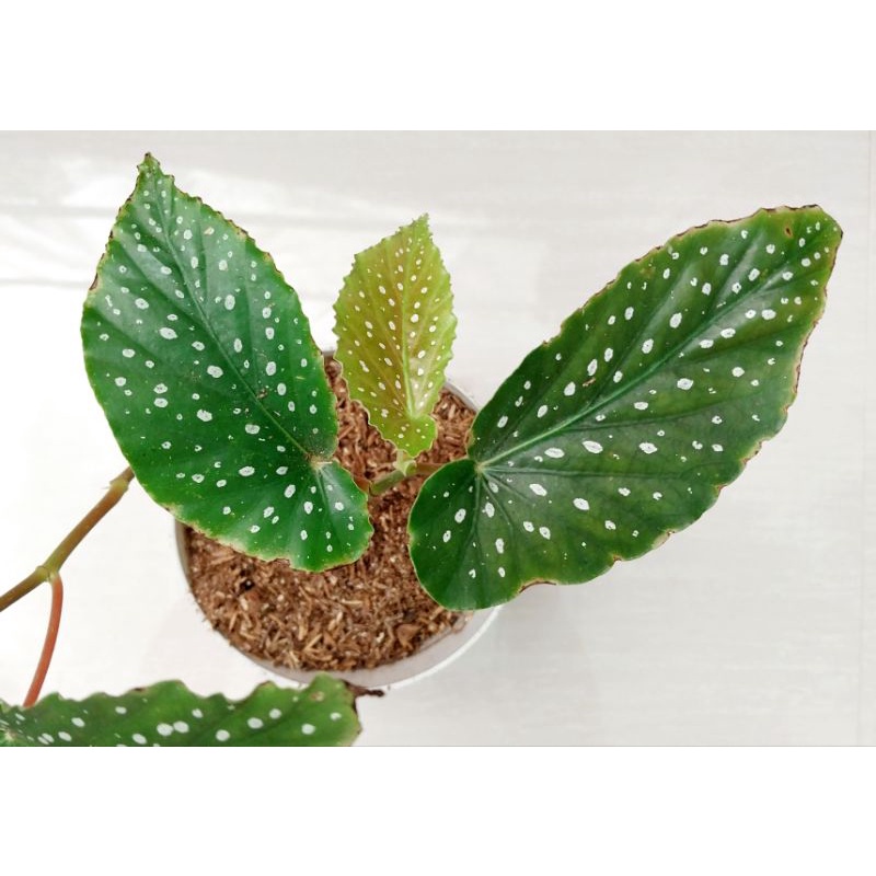 Cane begonia maculata ( Angel wing begonia ) | Shopee Philippines