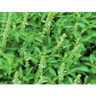 Lemon Basil Plant or Sangig in bisaya live plants #plantita#liveplants#trends#herbs #1