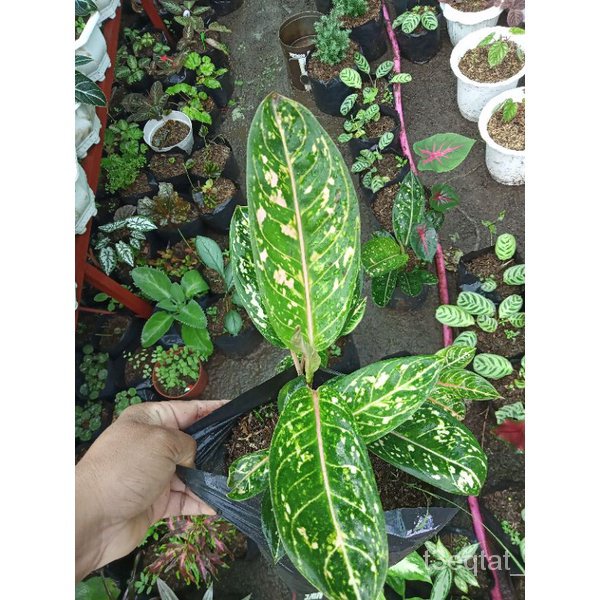 Available live plants for sale (Aglonema Dona Carmen)seeds QPKQ