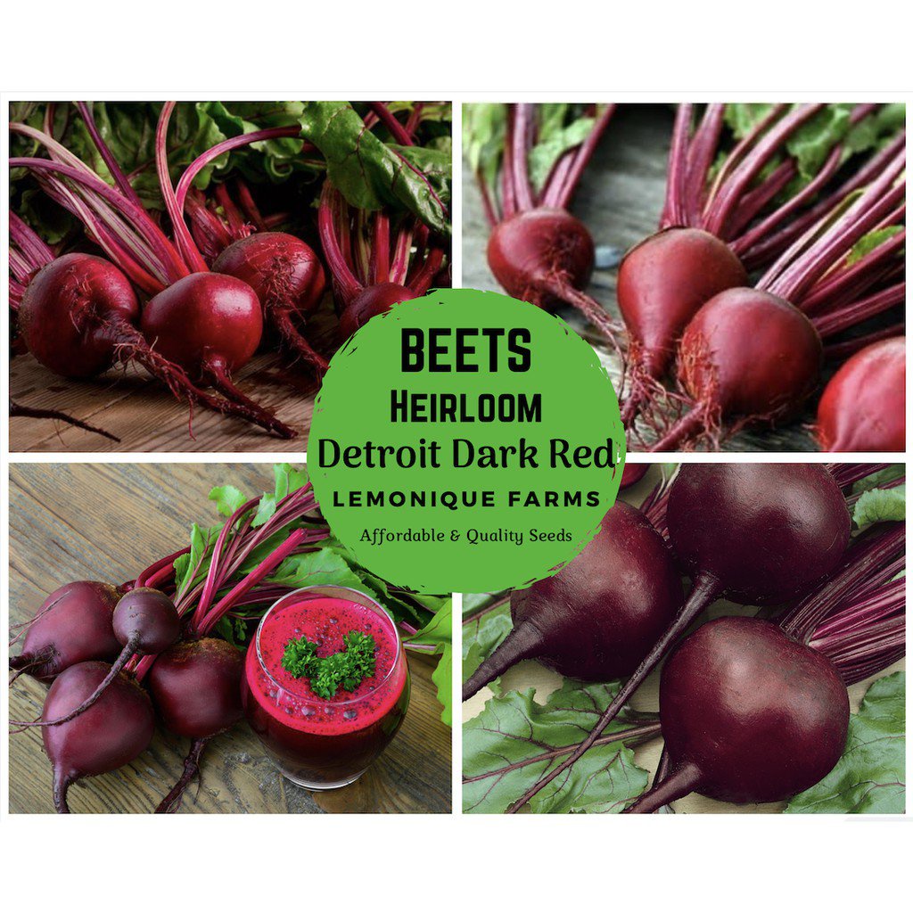 Heirloom Detroit Dark Red Beet Seeds Sugar beet seeds Sugar Beets