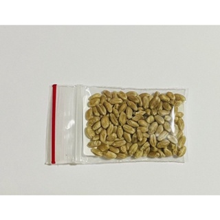 spot seeds1,000pcs Wheatgrass Seeds (Jumbo Pack) 9GAH #3