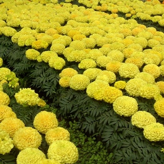 Philippines Ready Stock 100Pcs Yellow Orange Color Marigold Flower Seeds Bonsai Plants Live Tree Air #7