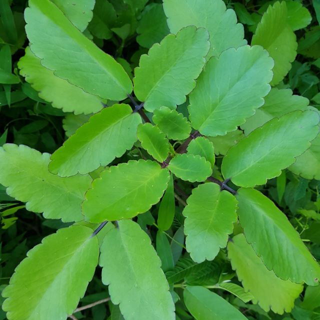 Kataka-Taka / Miracle Herbal Plant 2024 – YVOHE