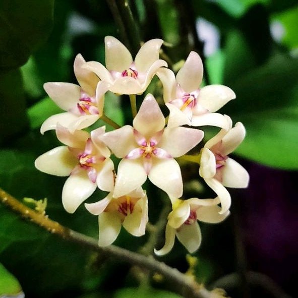 Hoya cutis porcelana Shopee Philippines