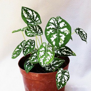 Mini Dwarf White Caladium / Caladium Humboldtii (rare dwarf variety) live Plantseeds VAPN #1