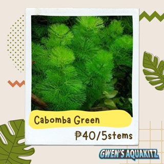 ☒▪Red Cabomba / Green Cabomba - Aquatic Plants (5 Stems)