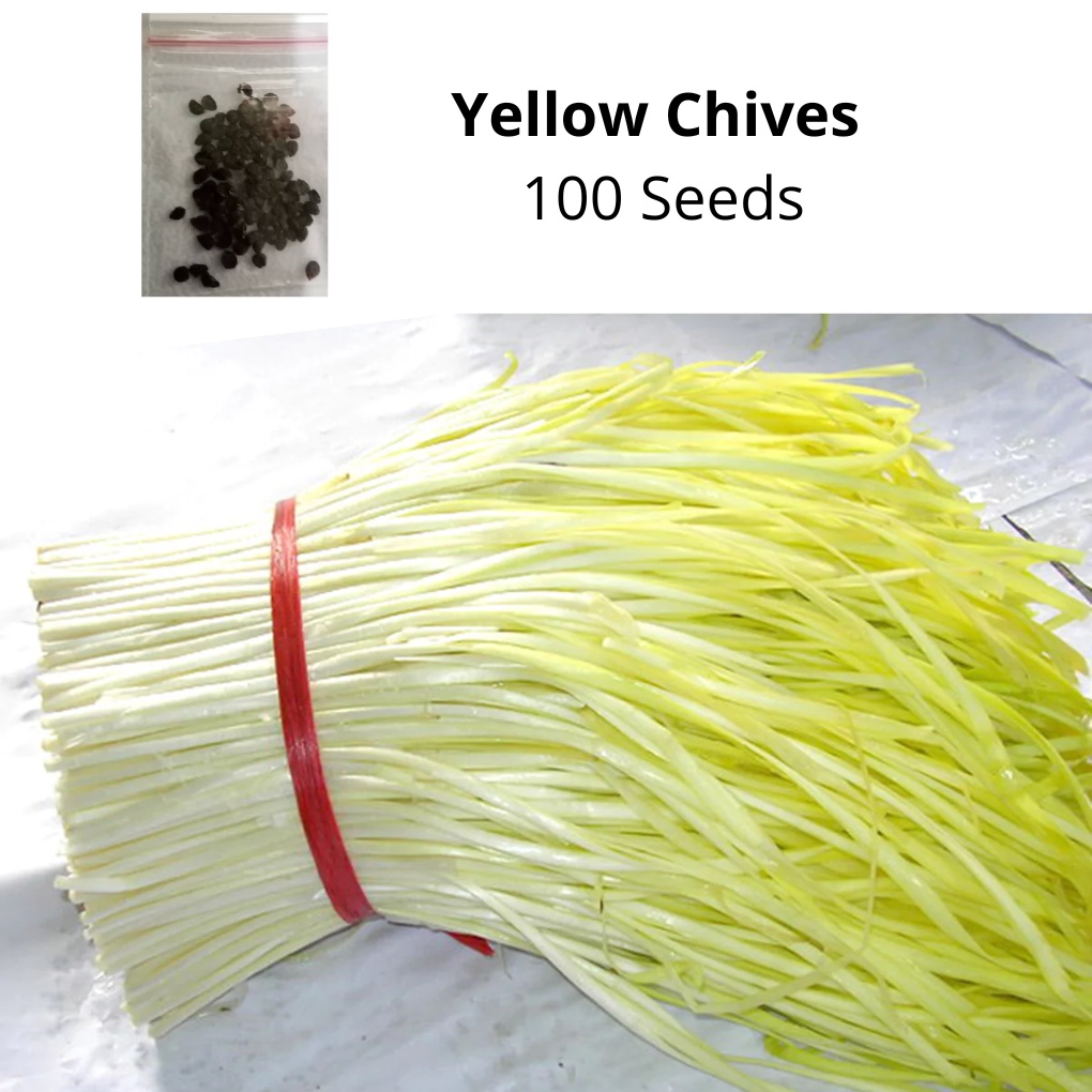 Yellow Chives 100 seeds per pack | Shopee Philippines