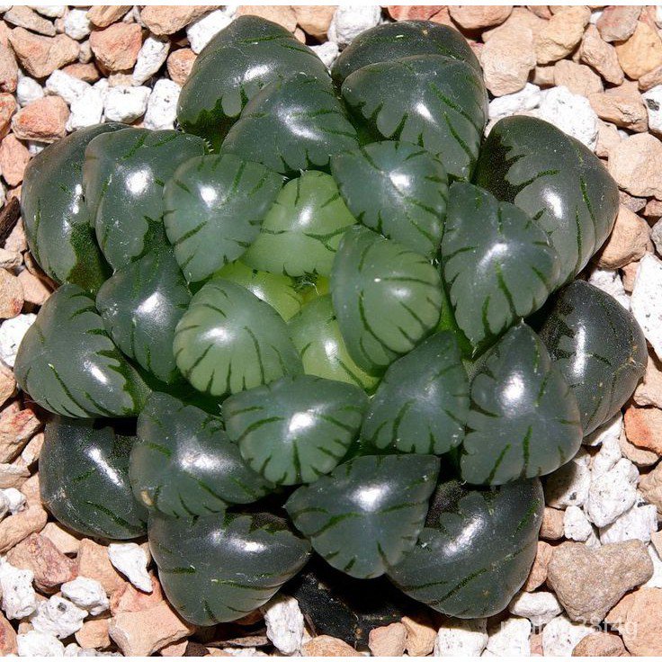 Haworthia cooperi retusa planifolia maculata aloe lithops seedsseeds CMQ1
