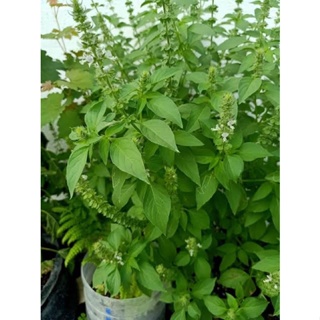 Live Plants Lemon Basil / Sangig in Bisaya Herbs #3