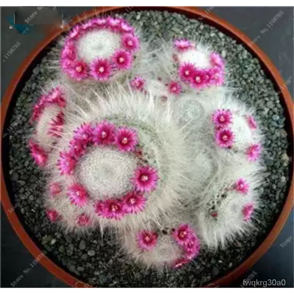 mammillaria geminispina succulent cactus lithops seedsseeds SIAI