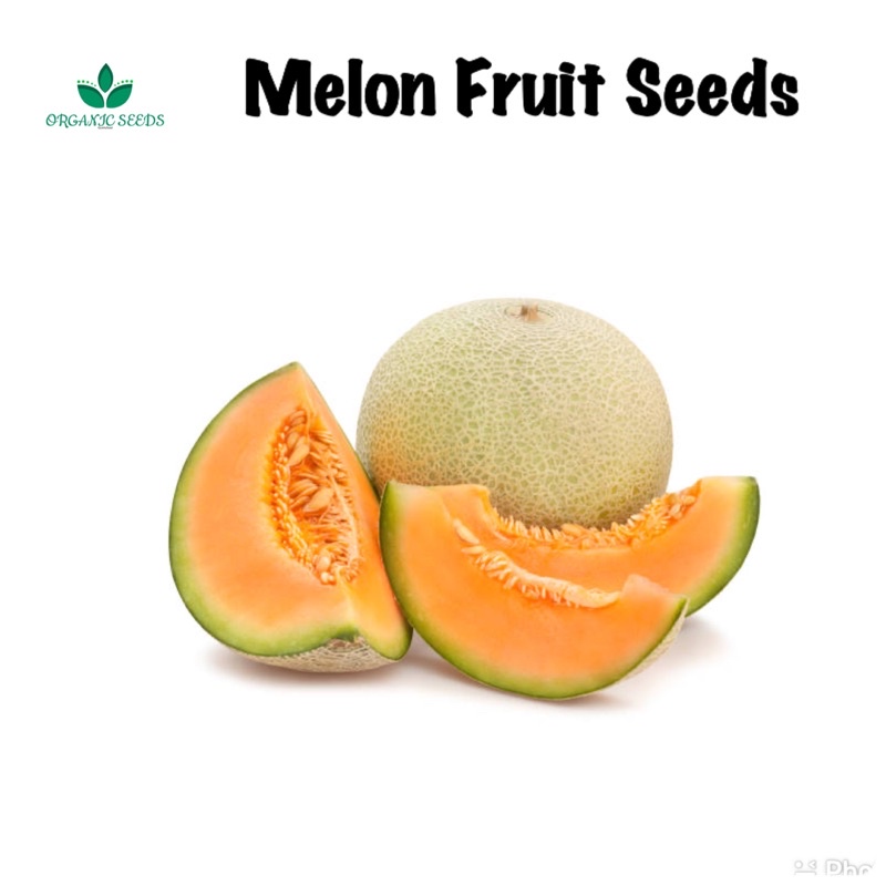 Melon Fruit Seeds (5pcs seeds) Shopee Philippines