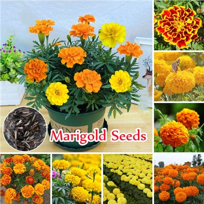 Philippines Ready Stock 100Pcs Yellow Orange Color Marigold Flower Seeds Bonsai Plants Live Tree Air