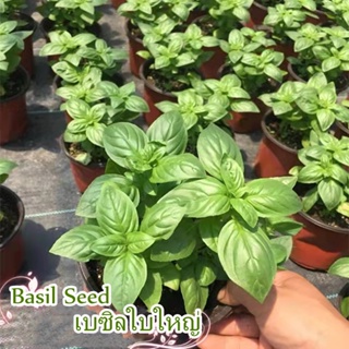 Philippines Ready Stock 200pcs Fresh Thai Sweet Basil Seeds for Sale Genovese Variety Culinary Herb #3