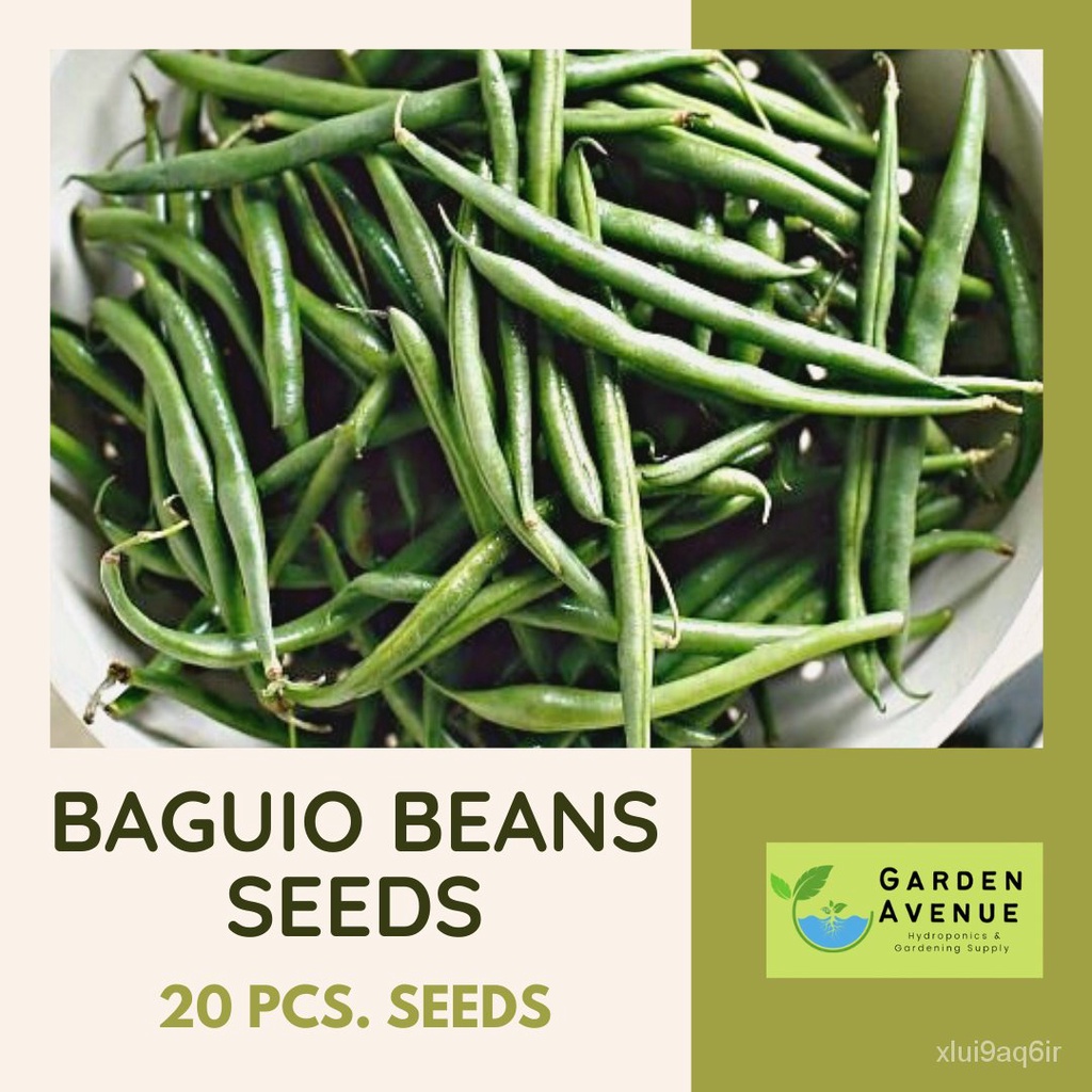 BAGUIO BEANS SEEDS (20pcs seeds) HYBRID/EASY TO GROW/HIGH YIELDINGseeds