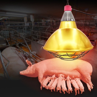 Viddavet Big Golden Pig Heating Lamp shade Infrared Heat Light shade Big Pet Brooder Lamp Heat lamp
