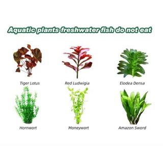 Aquarium Needs / Aquatic Plants
