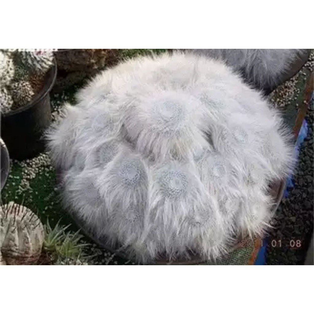 mammillaria hahniana succulent cactus lithops seedsseeds XXHG