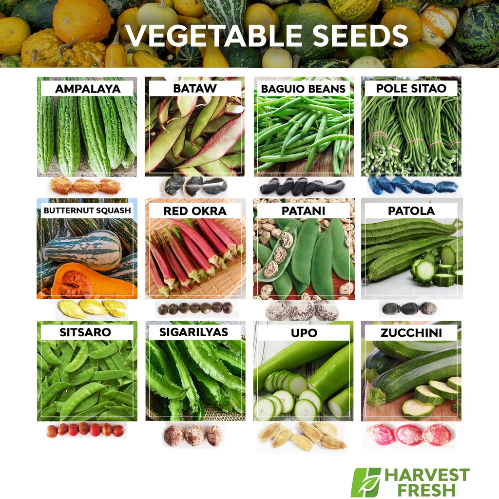 vegetable-seeds-ampalaya-upo-okra-sitao-bataw-patani-kalabasa-radish