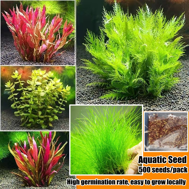 Aquatic Seed for Planting (500 Pcs Seeds/pack) Aquarium Plant Seeds