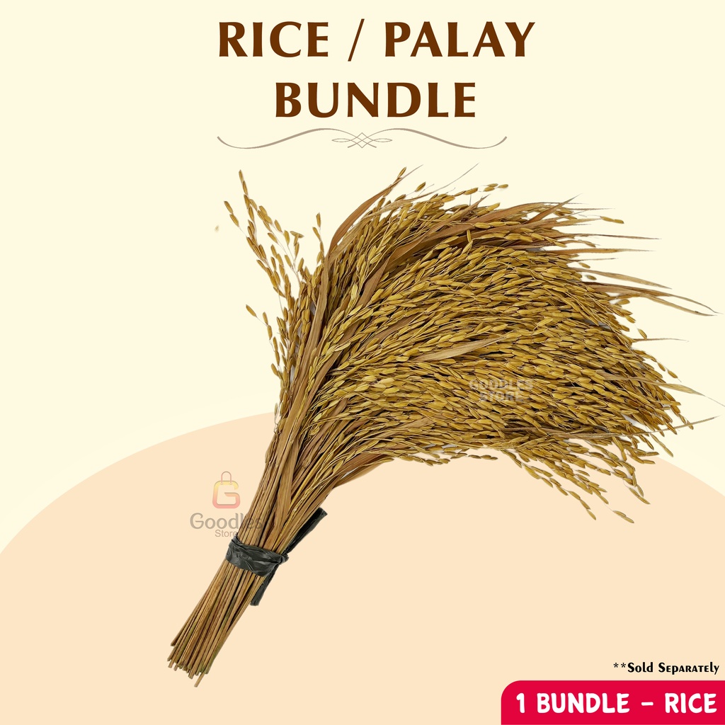 1 Bundle Rice Bundle Palay Fresh Rice Prosperity Rice New Year ...