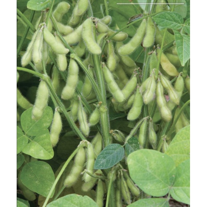 soybeans seeds repack (edamame) Shopee Philippines